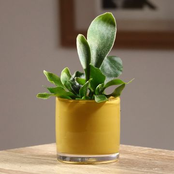 Platycerium bifurcatum - Staghorn fern