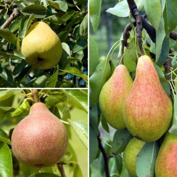 Pyrus communis triple - Conference, Clapp’s Favourite and William’s