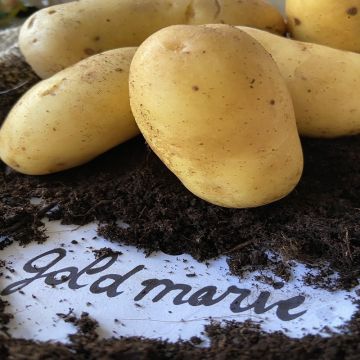 Potatoes Goldmarie
