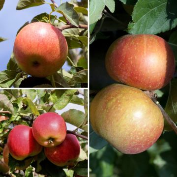 Triple apple tree - Malus domestica Elstar, Jonagold and Red Boskoop Triple apple tree - Malus domestica Elstar, Jonagold and Red Boskoop