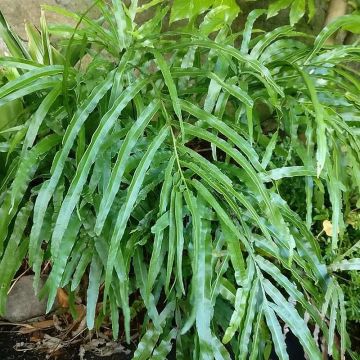Pteris umbrosa - Jungle Brake