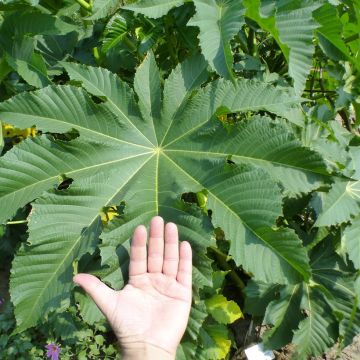 Ricinus communis Zanzibarensis seeds - Castor Bean