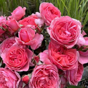 Rosa Comtesse Liger-Belair® - Floribunda rose Rosa Comtesse Liger-Belair® - Floribunda rose