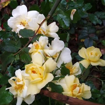 Rosa Decorosier Celina