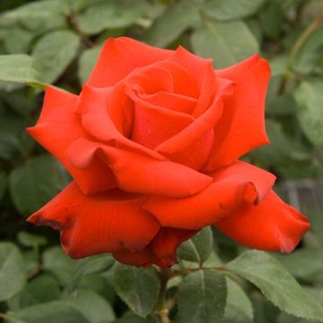Rosa 'Grande Amore' - Hybrid Tea Rose