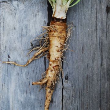 Mammoth Organic Salsify - Ferme de Sainte Marthe seeds