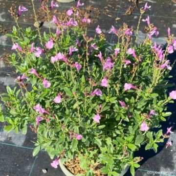 Salvia greggii Mirage® Soft pink