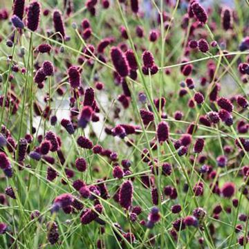 Sanguisorba Plum Drops®