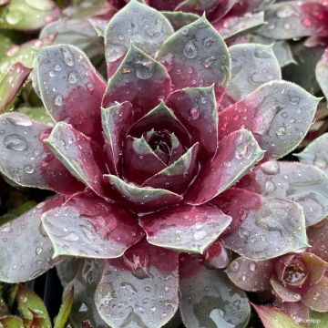 Sempervivum Steel Appeal - Houseleek
