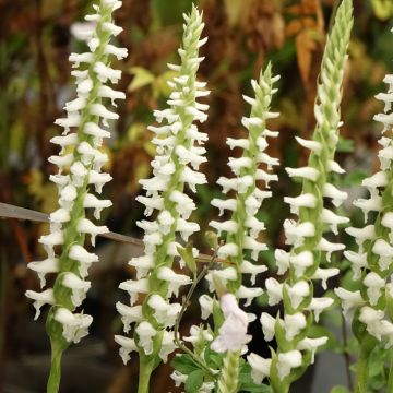Spiranthes Cernua var odorata - Chadds Ford Spiranthes Cernua var odorata - Chadds Ford