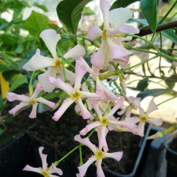 Trachelospermum asiaticum Pink Showers - Asian Jasmine Trachelospermum asiaticum Pink Showers - Asian Jasmine