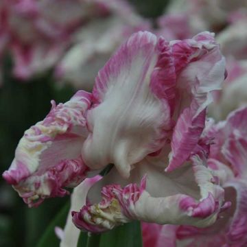 Tulipa Weber's Parrot - Parrot Tulip
