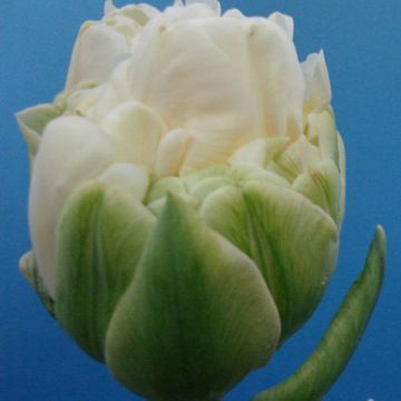 Tulipa White Wow -  - Double Late Tulip