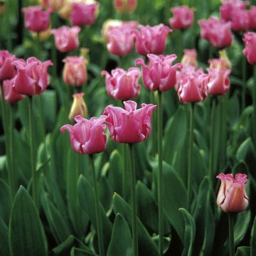 Tulipa Picture - Crown tulip