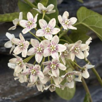 Wattakaka sinensis - Chinese Dregea