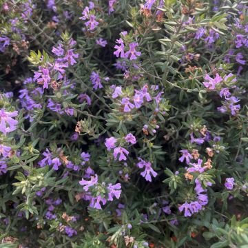 Westringia fruticosa Blue Gem - Australian rosemary