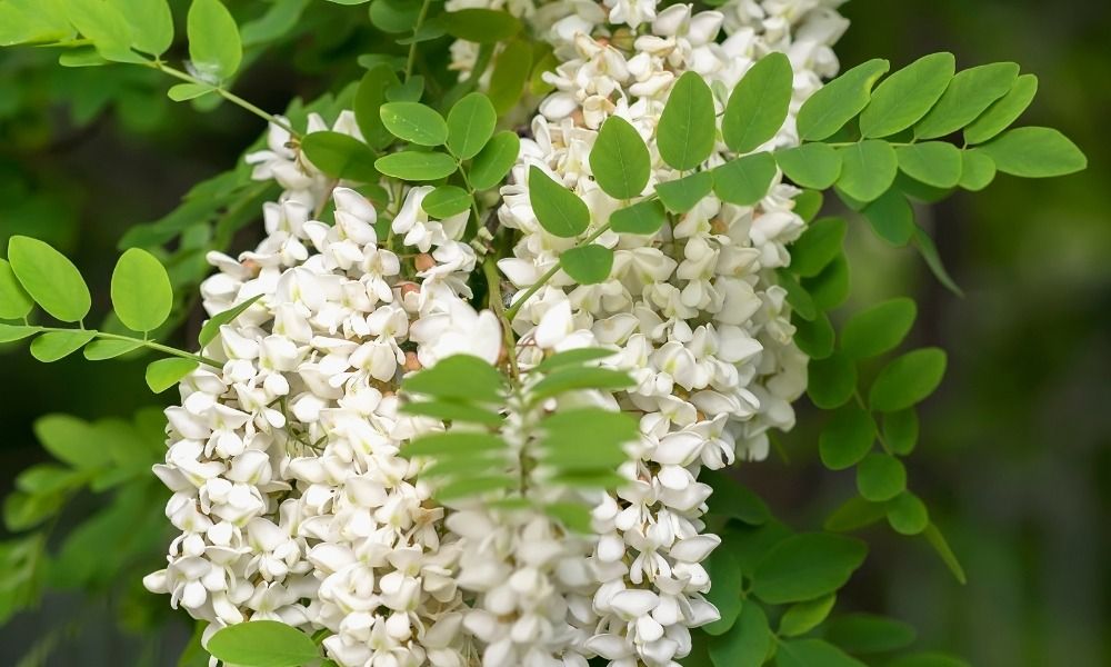 Over 450 varieties on special offer right now!