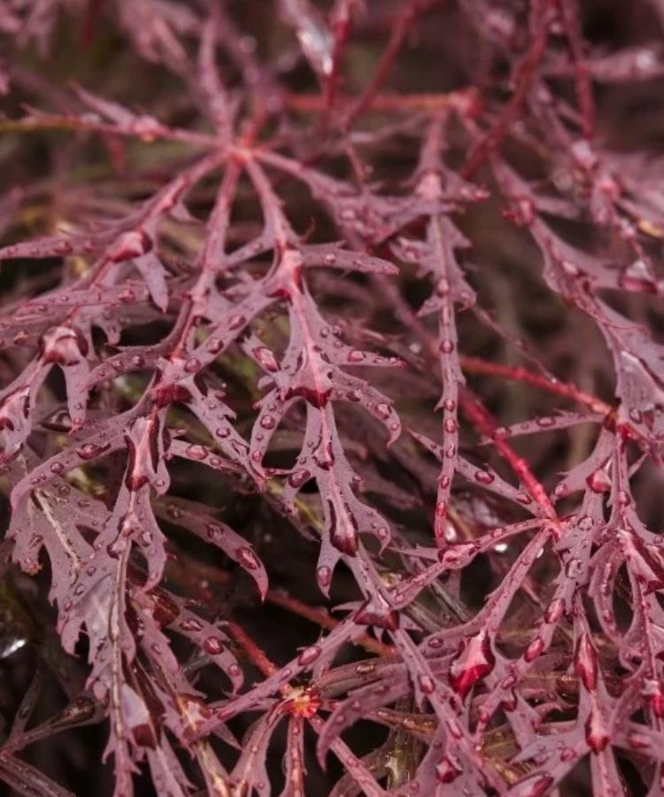 THE MOST BEAUTIFUL AUTUMN FOLIAGE!