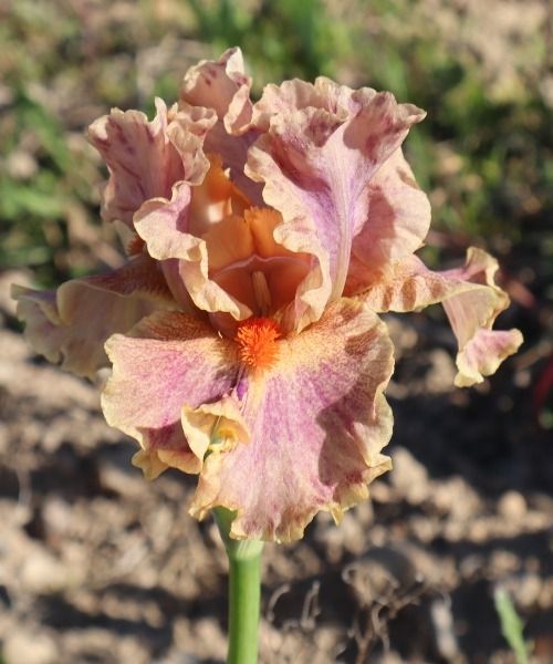 Fall in love with our irises – up to 30% off!