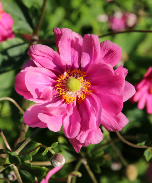 THE MOST BEAUTIFUL PLANTS OF THE MOMENT