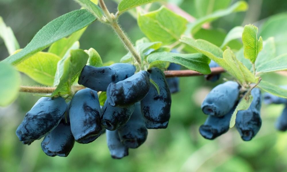 it's time to plant for your future harvests!