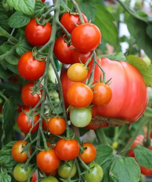 Vegetable garden calendar: August
