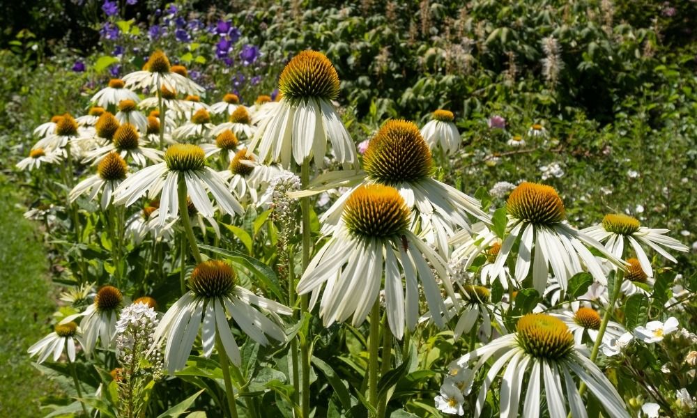 Discover the best drought-tolerant plants!