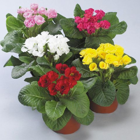 Primula vulgaris (acaulis) F1 Rosanna Mix - Stemless Primrose - Double ...