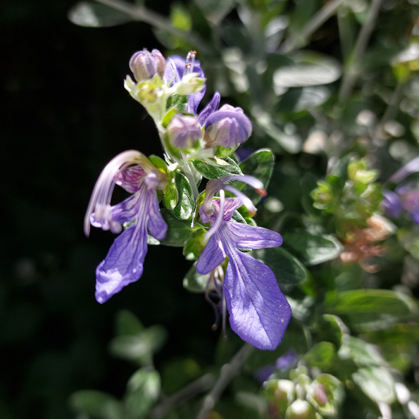Azure Bush Germander Teucrium fruticans with deep blue flowers.