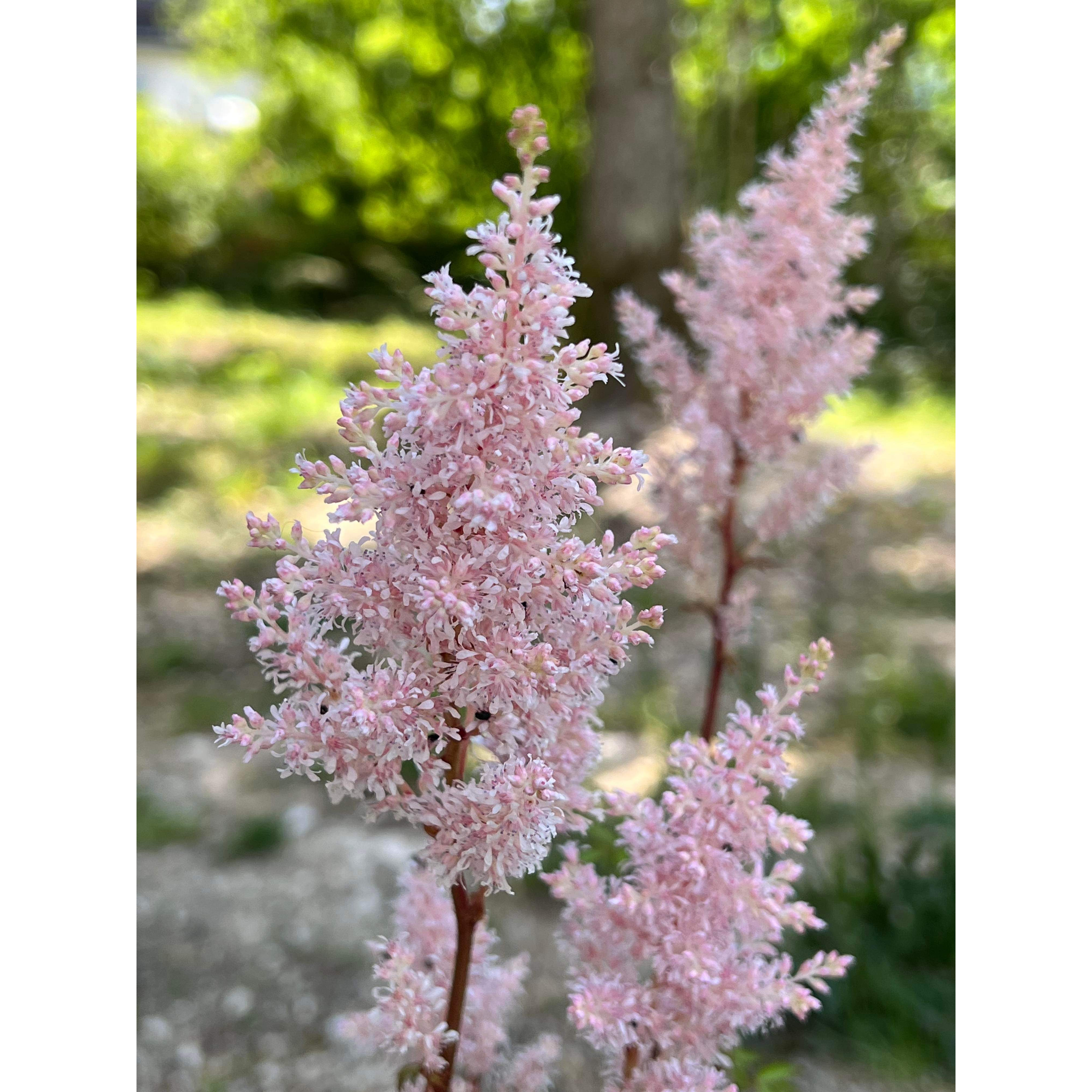 astilbe-japonica-peach-blossom-japanese-astilbe-with-light-pink