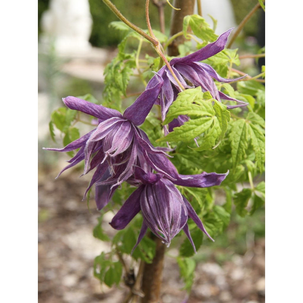 Clematis Eximia, Clematis macropetala with pale purple double flower.
