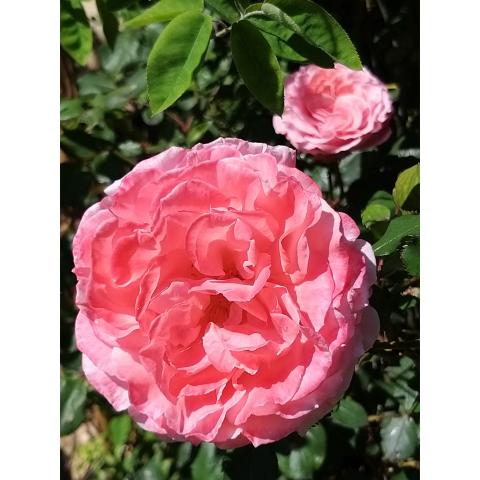 Repeat Flowering Generosa rose bush 'Laurent Cabrol' - Perpetual shrub ...