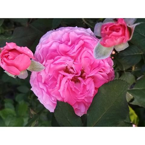 Repeat Flowering Generosa rose bush 'Laurent Cabrol' - Perpetual shrub ...