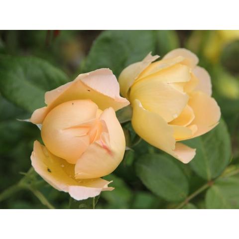 Rosa Coniston (Syn. Comte de Champagne) - Ausufo - English rose by ...