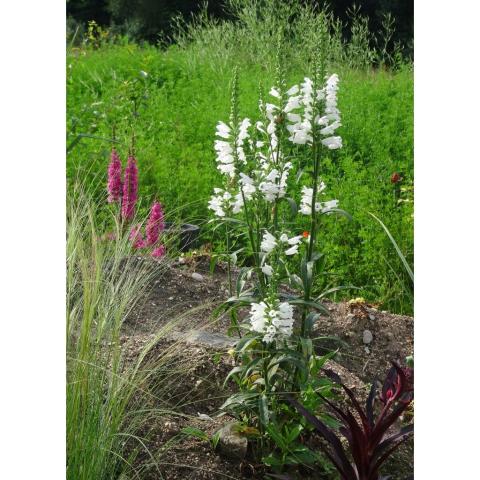 Physostegia virginiana Summer Snow Obedient Plant