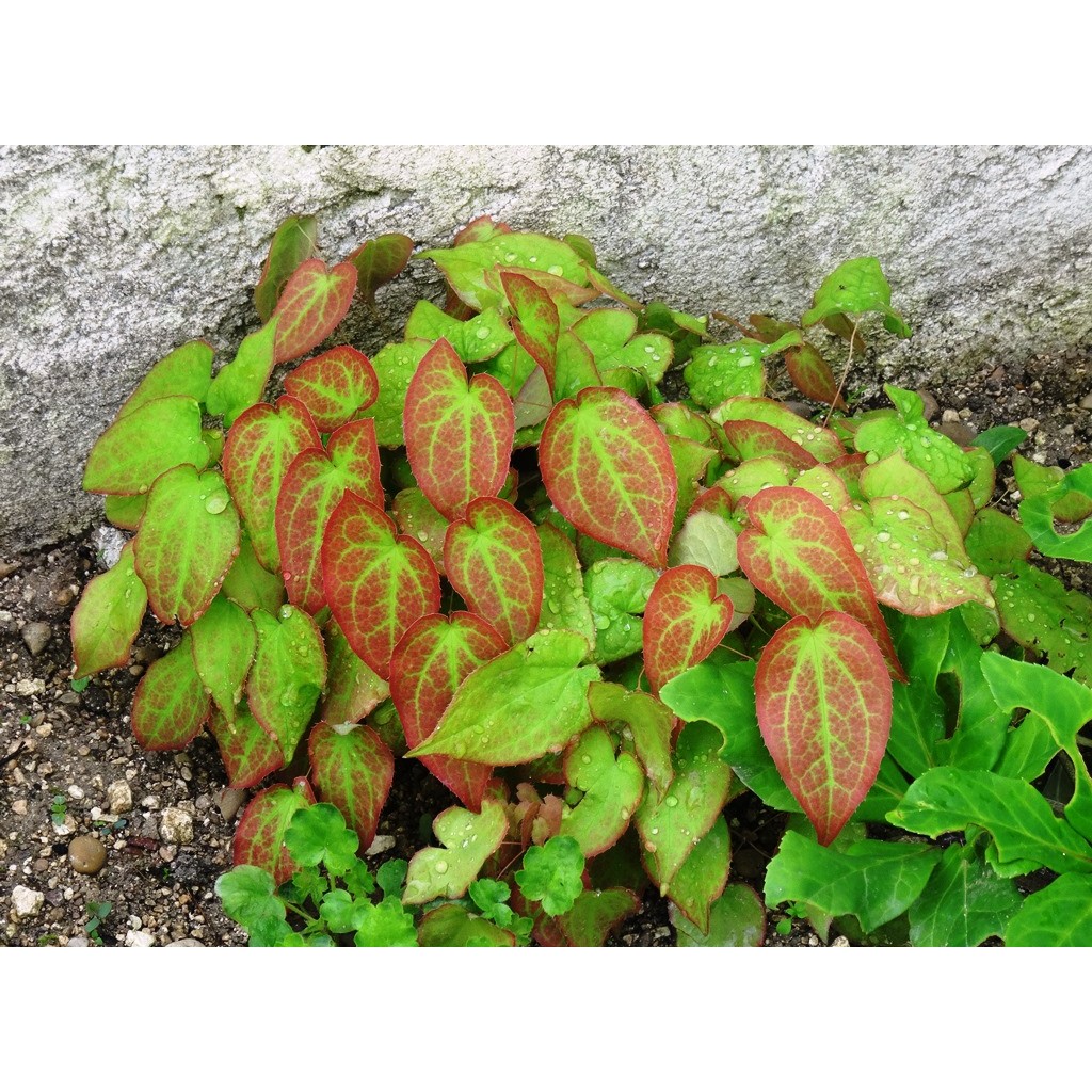 Epimedium warleyense - Perennial ground cover with coppery orange spike ...