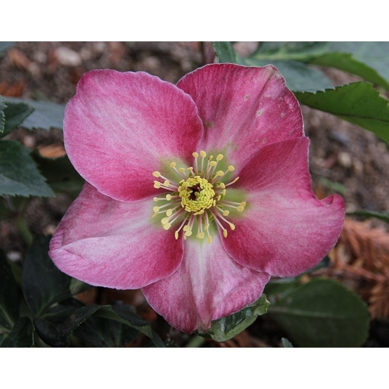 Hellebore 'Madame Lemonnier' Helleborus hybrid Christmas Rose