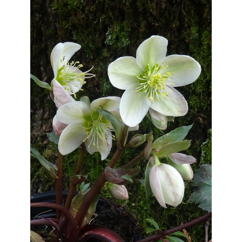 Variegated Hellebore 'Magic Leaves' Helleborus nigercors Variegated