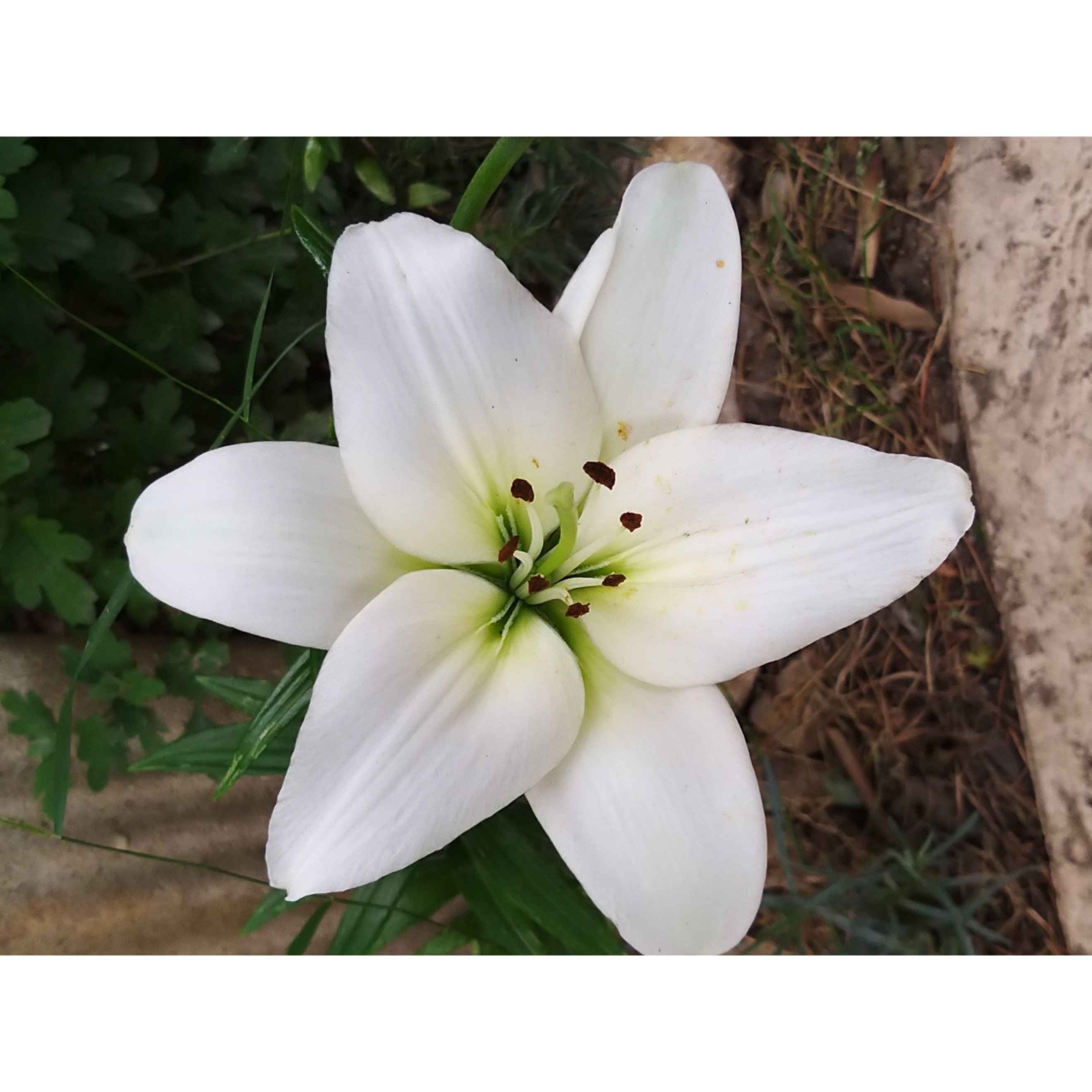 Lilium Navona Asiatic lily with large pure white flowers.