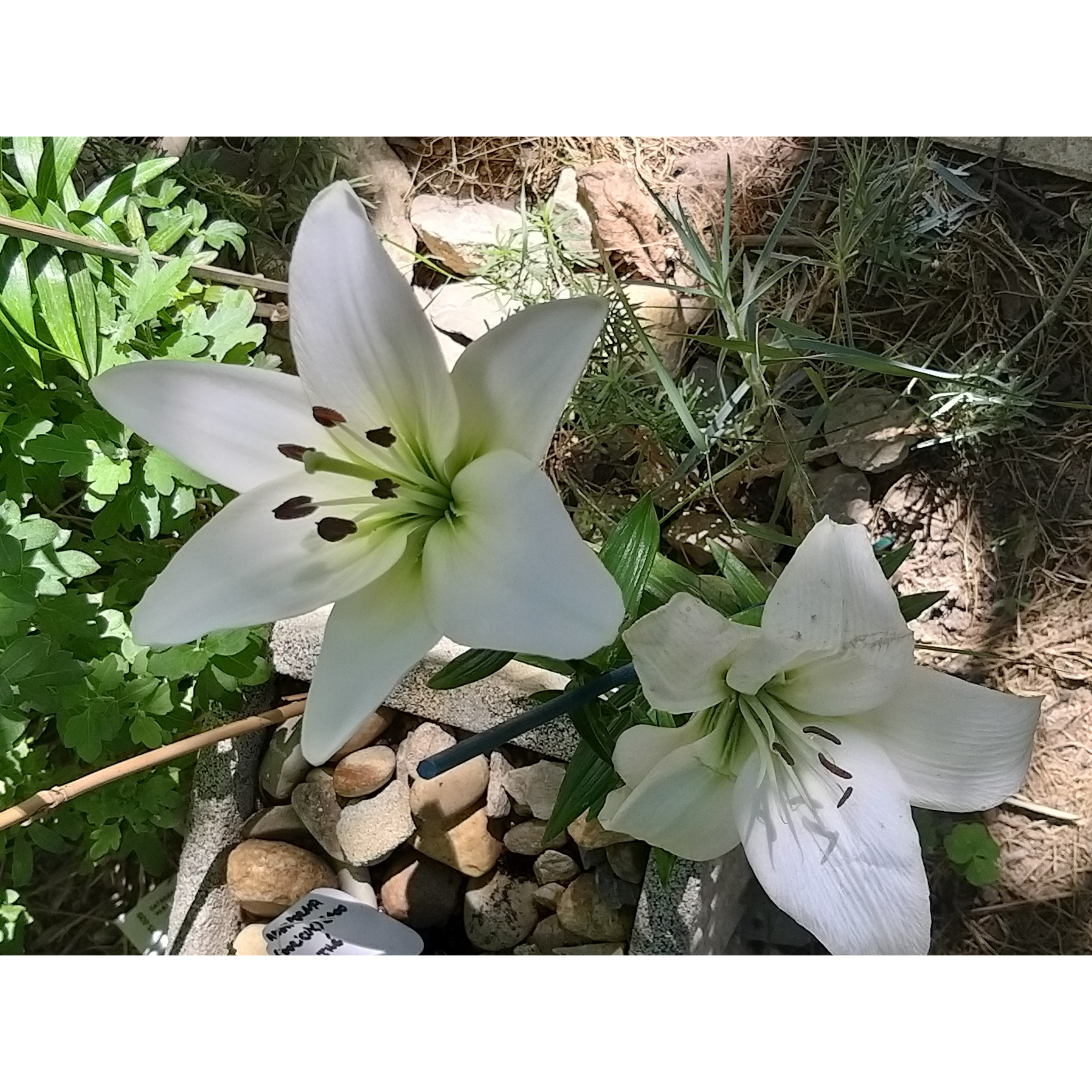 Lilium Navona Asiatic lily with large pure white flowers.