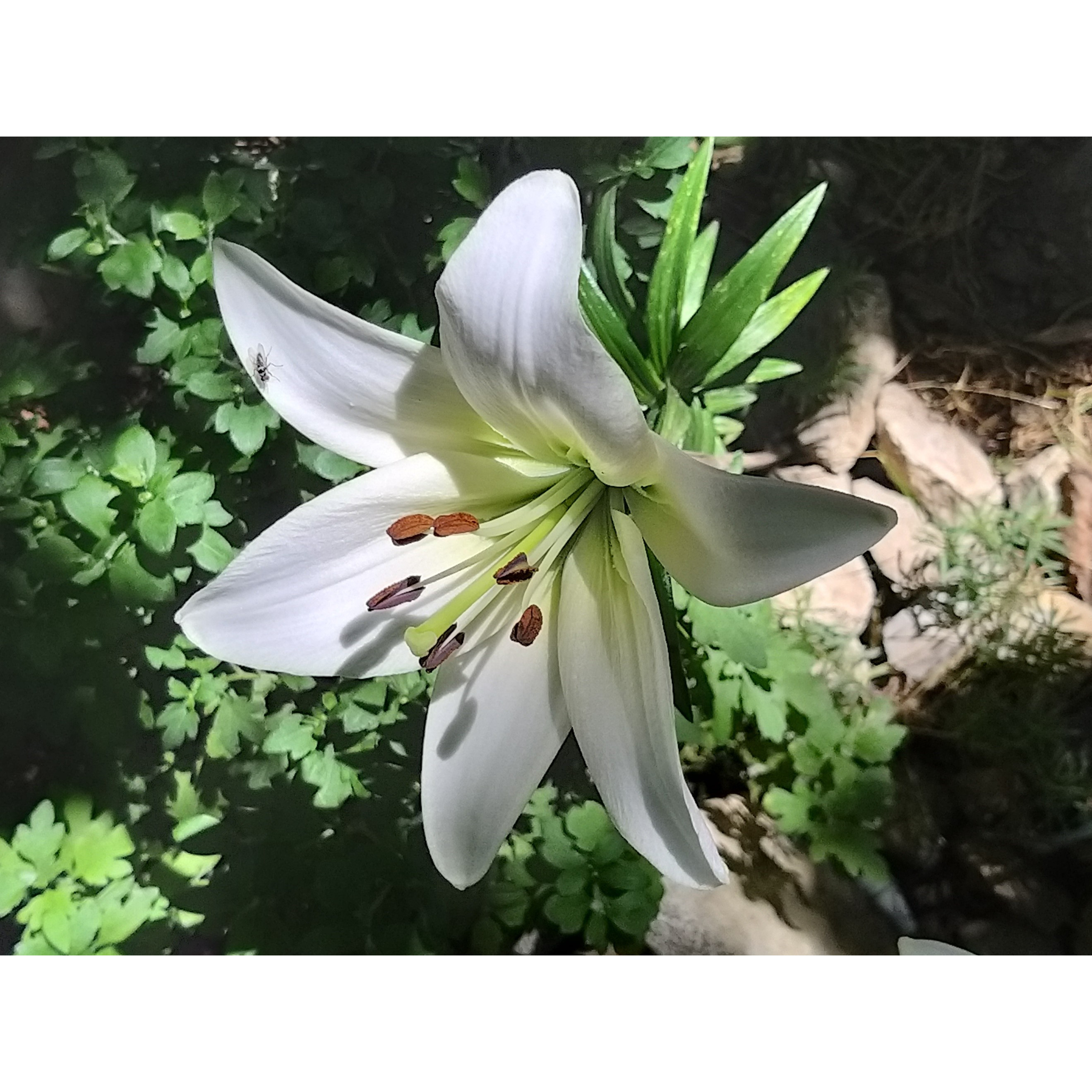 Lilium Navona Asiatic lily with large pure white flowers.
