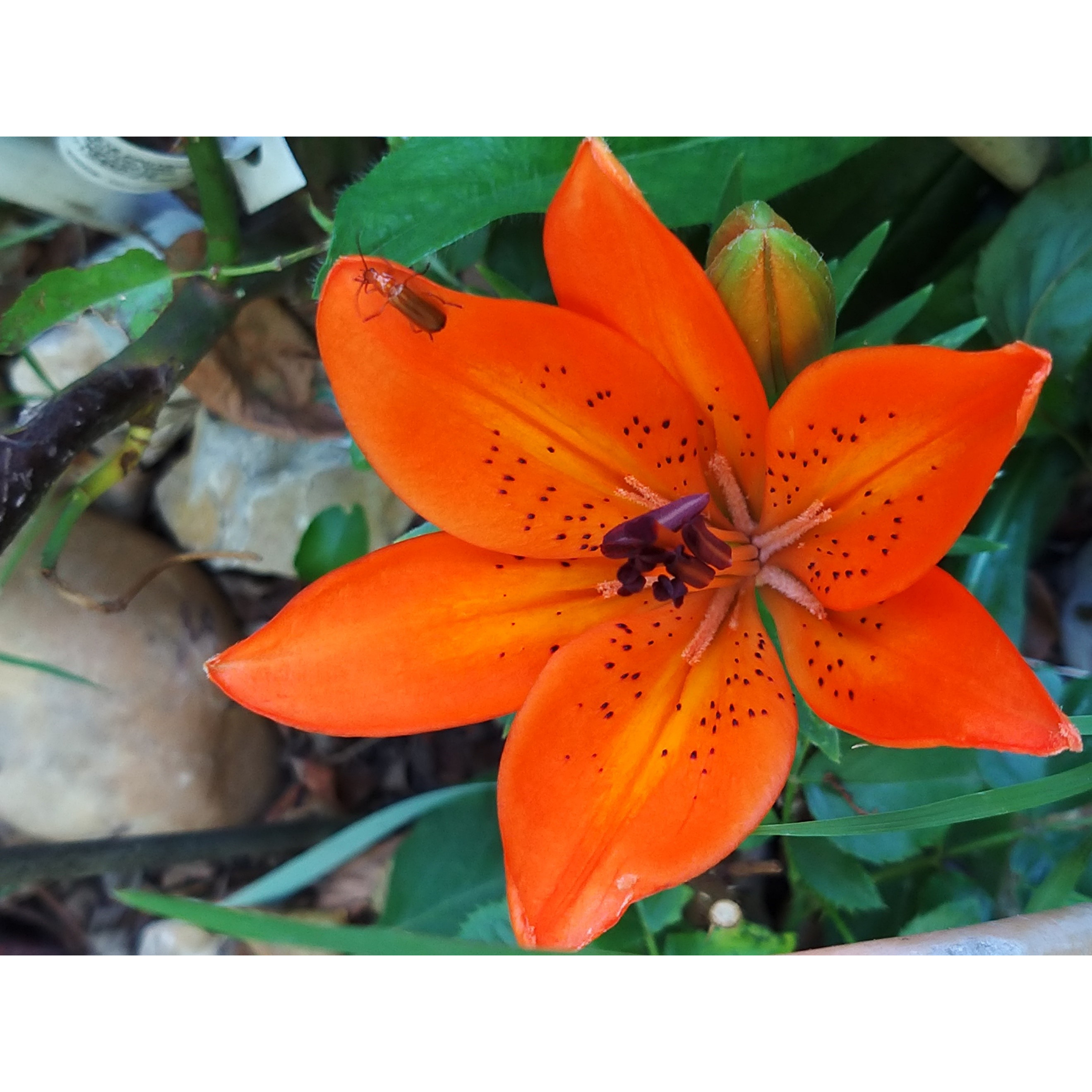 Lilium Orange Pixie - Dwarf Asiatic Lily, with pure orange flowers.