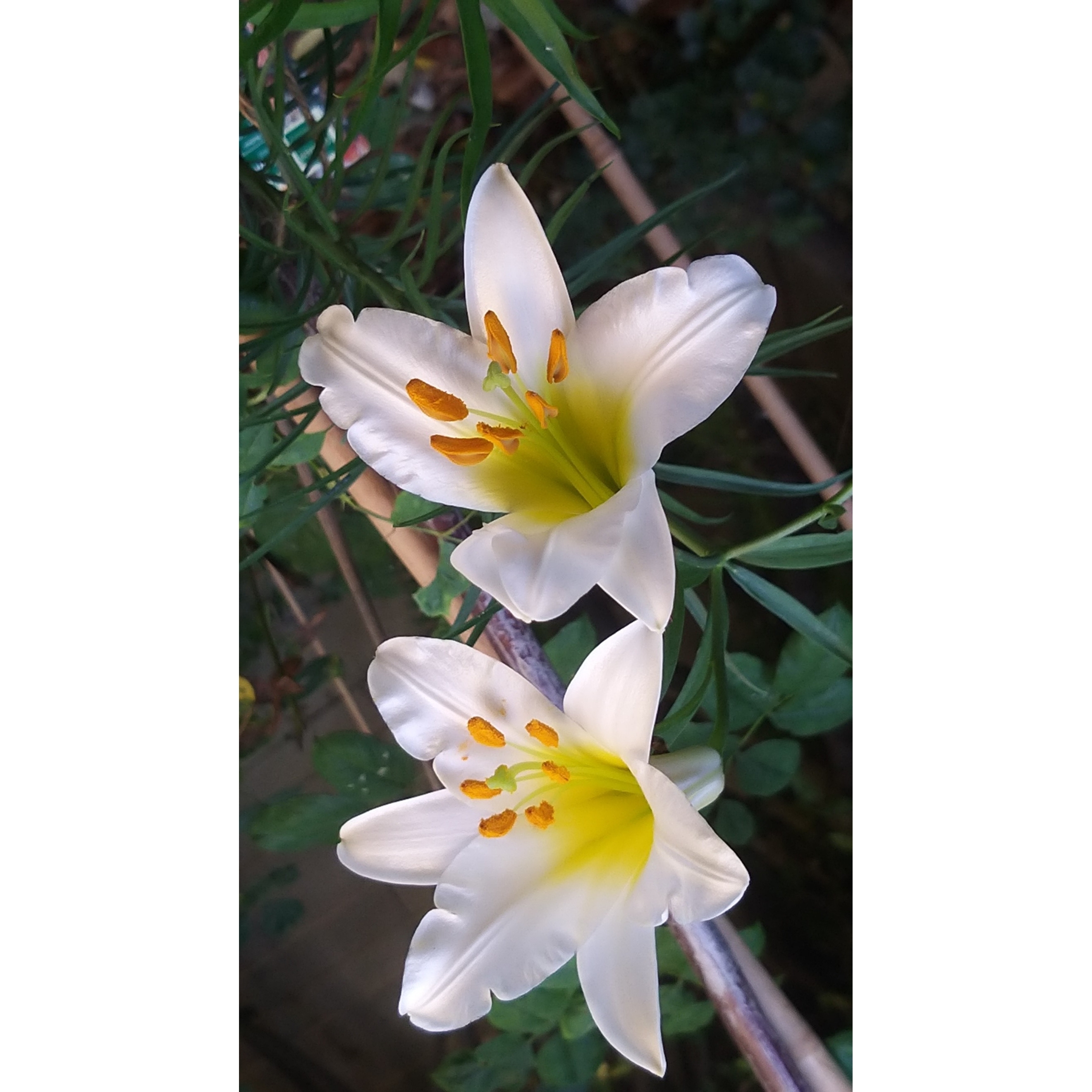 Lilium regale Album - White Royal Lily - Trumpet Lily - The white form ...