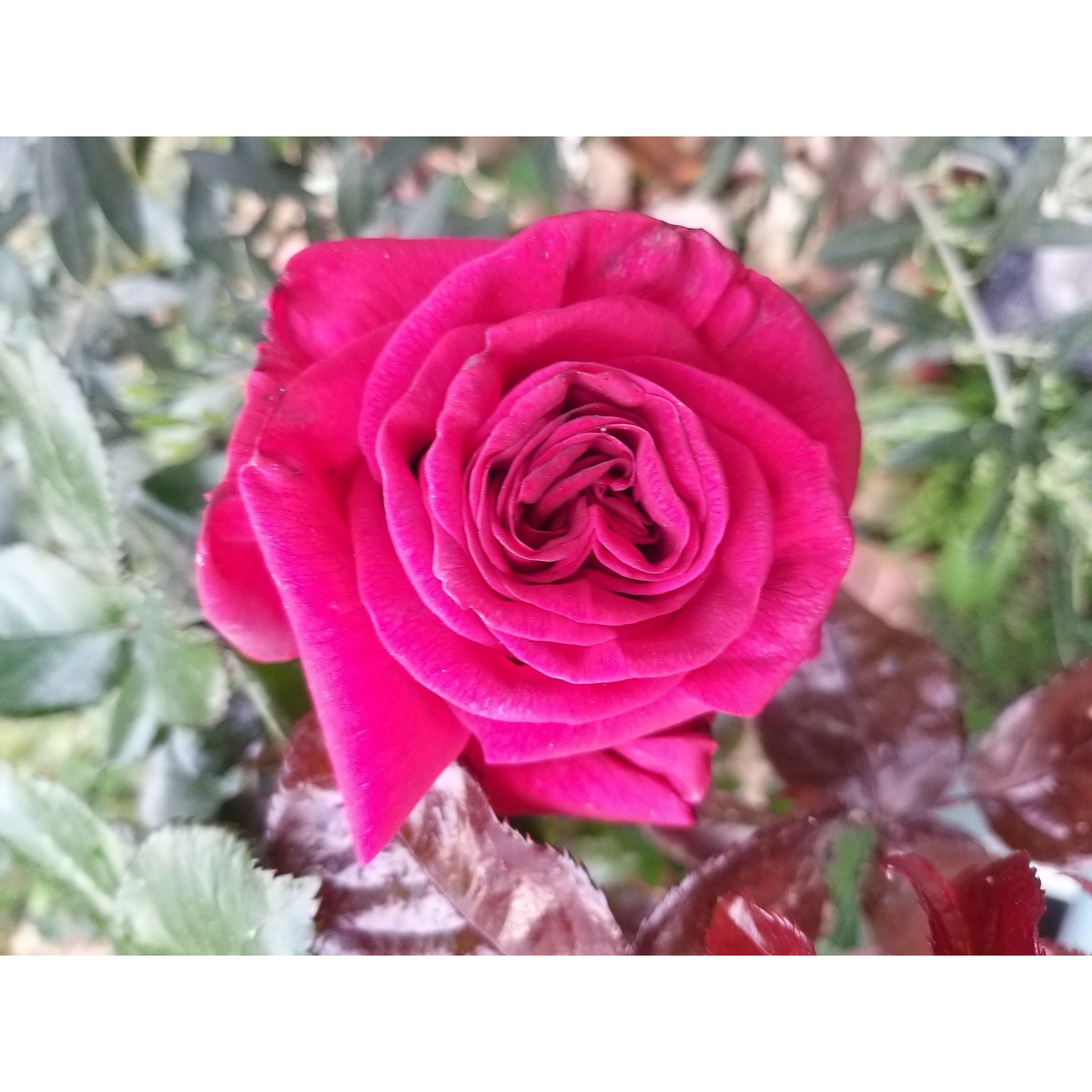 'Grande Classe' Rose with large flowers