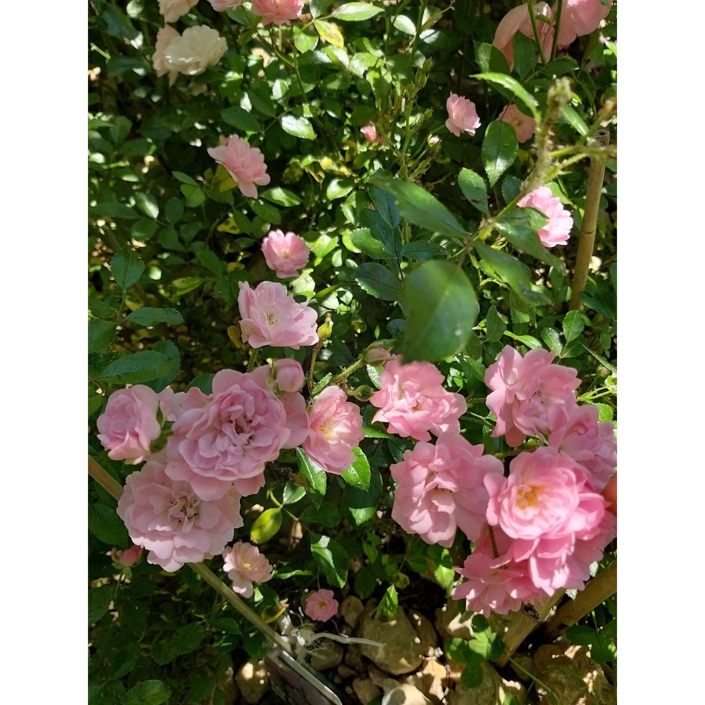 Groundcover Rose The Fairy - A foolproof rose, comfortable anywhere and ...