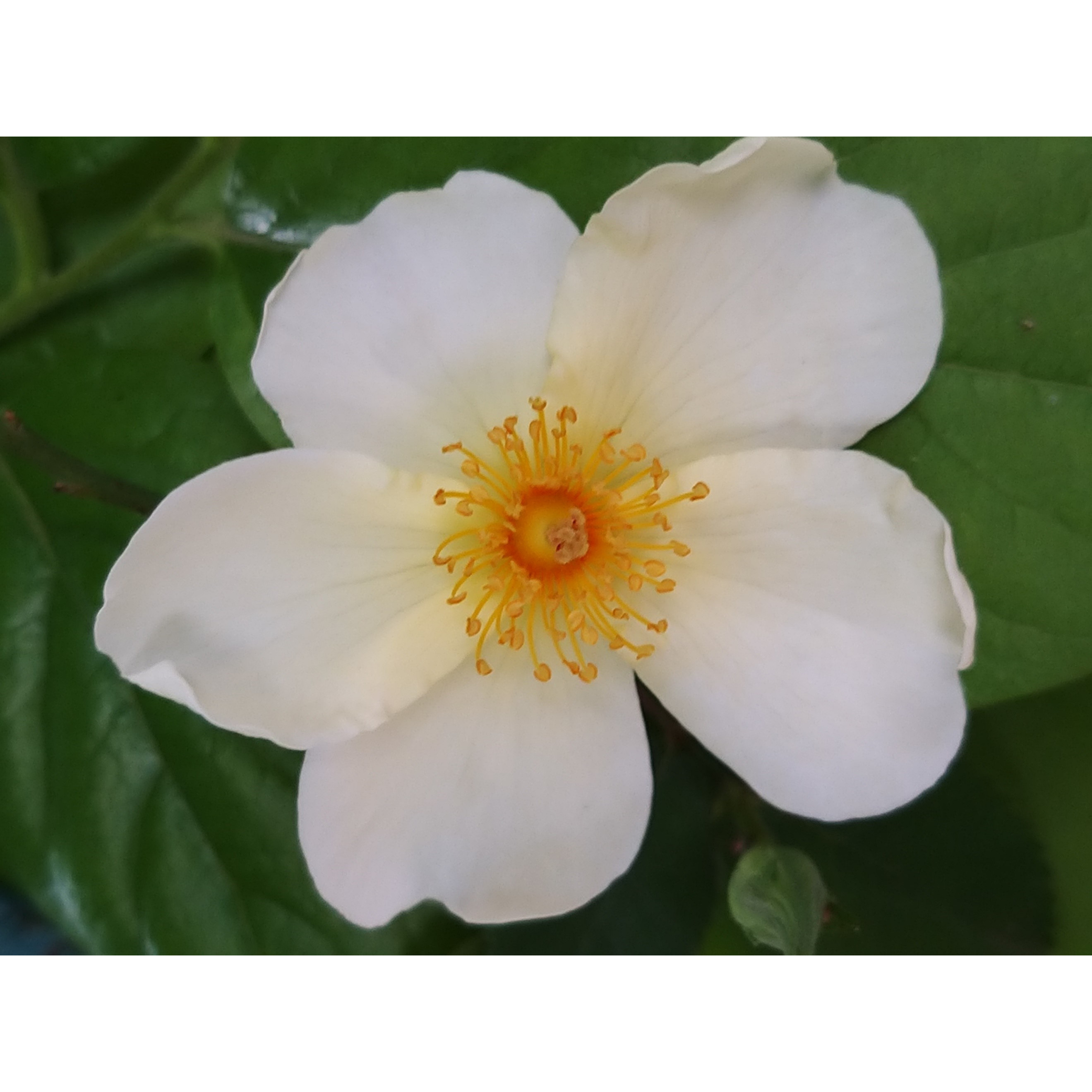 David Austin Lemon Roses Rosa Kew Gardens - Ausfence - English Rose David Austin - Single, white ...
