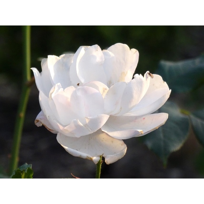 Iceberg Rose, Fée des Neiges: the most beautiful white rose with ...