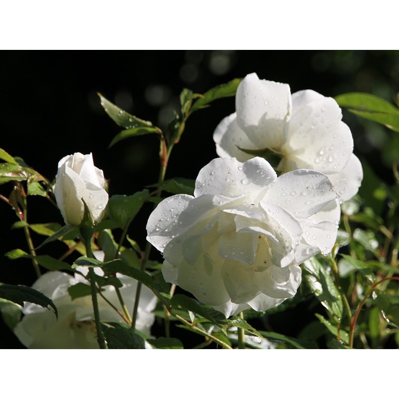 Iceberg Rose, Fée des Neiges: the most beautiful white rose with ...