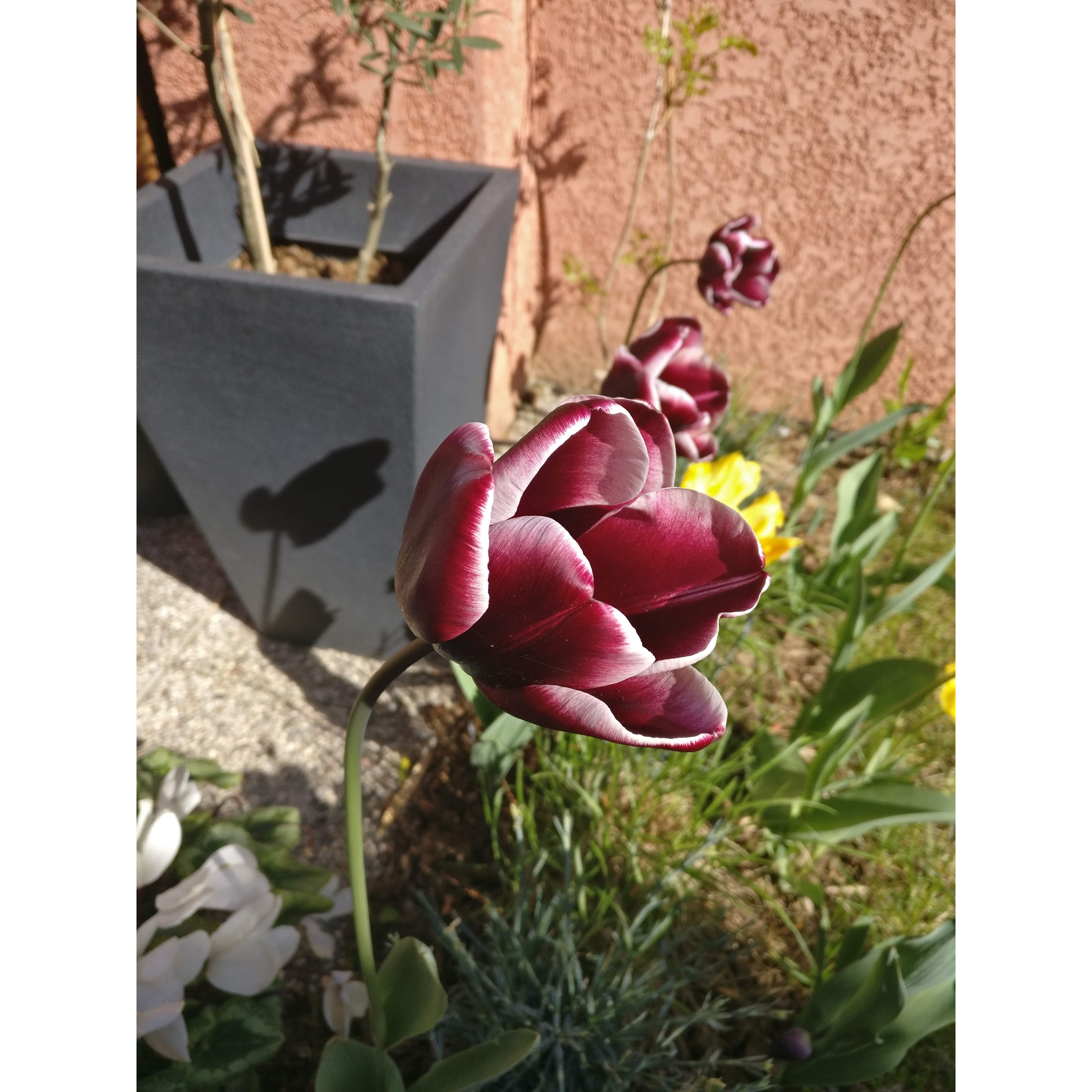 Triumph Tulip 'Fontainebleau' Bulb with dark purple flowers bordered