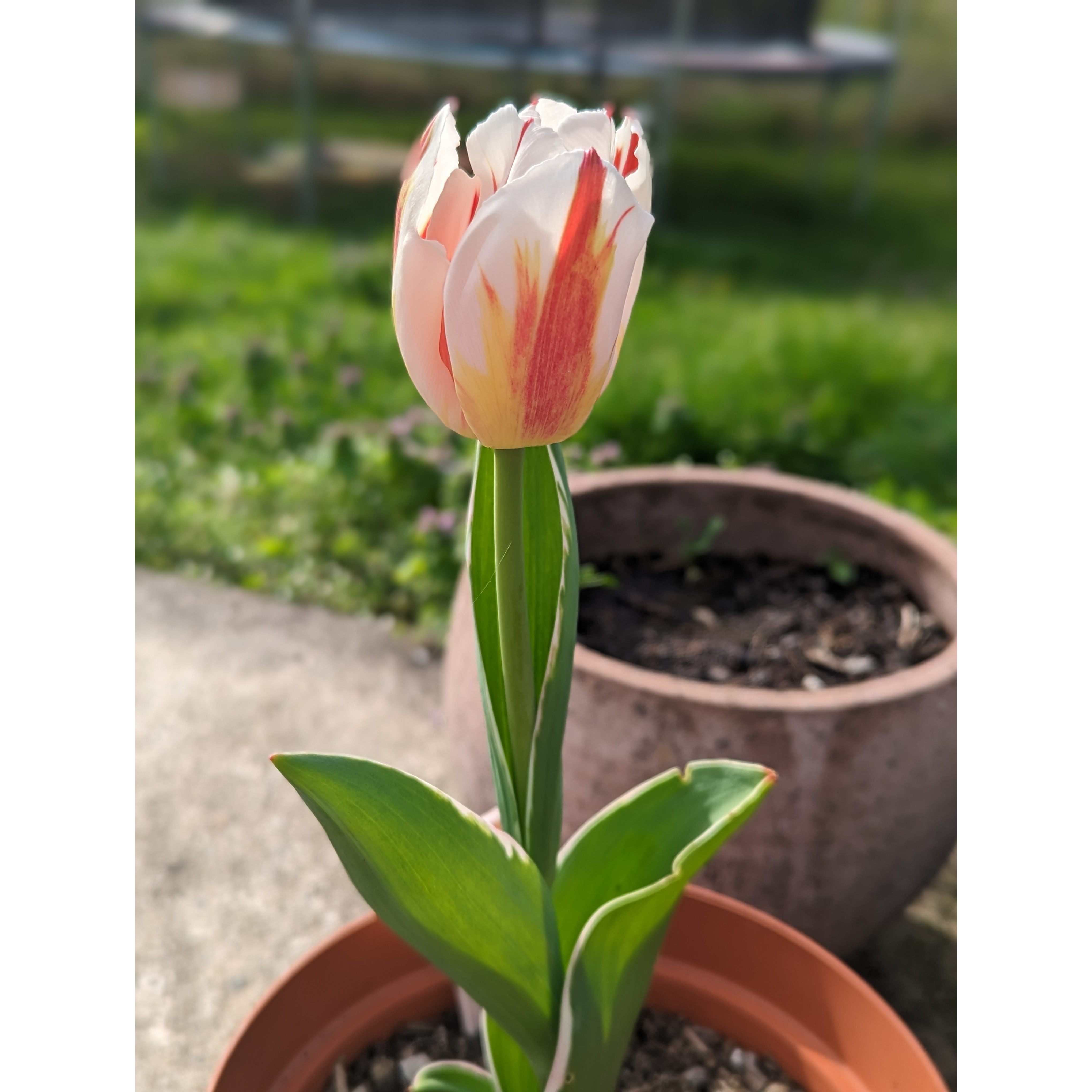 Tulipa Happy Generation - Bulb - Triumph tulip with white and cherry ...